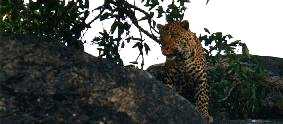 Leopard
