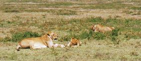 Lion Pride